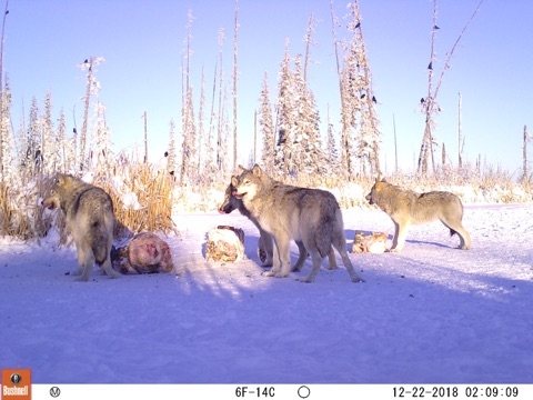  hunting wolves